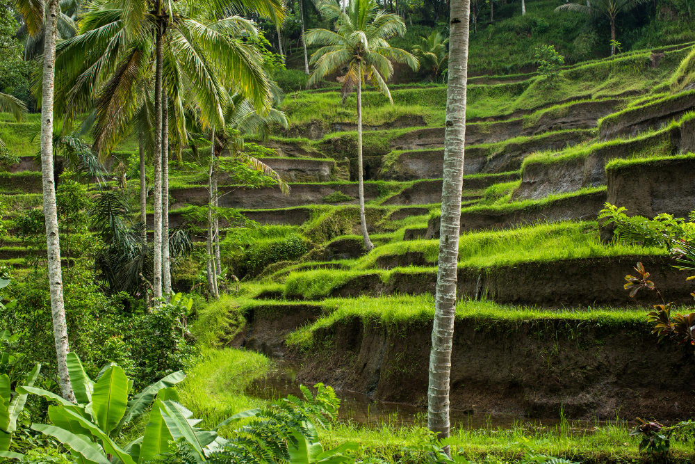 ubud3.jpg